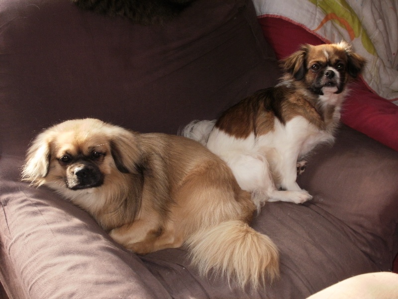 Publication : de la pommeraie du jet