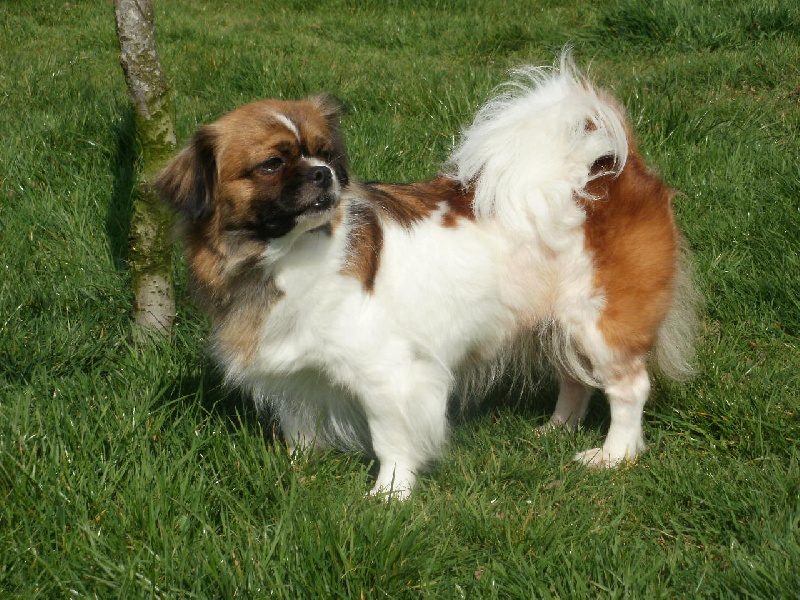 Publication : de la pommeraie du jet