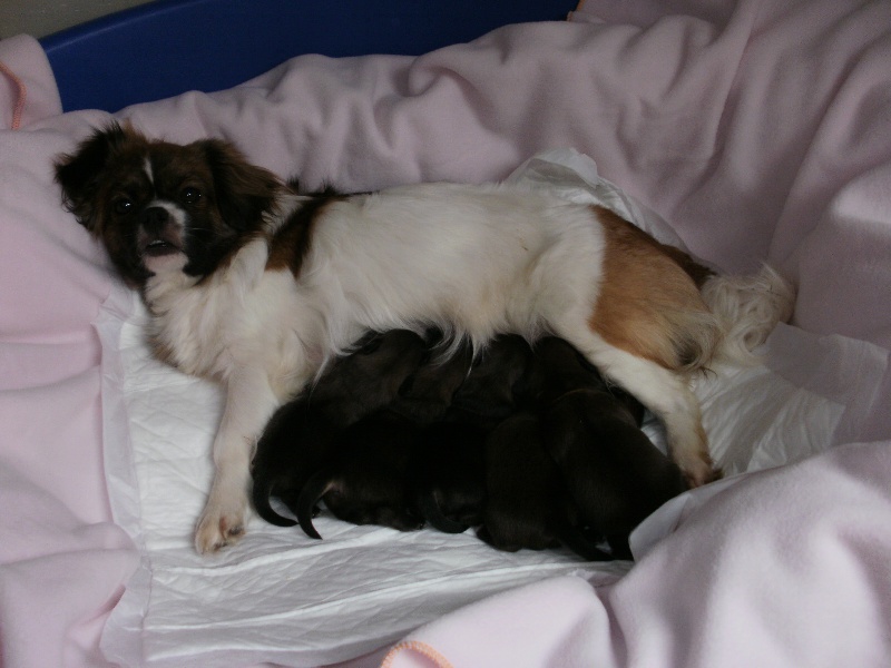 Publication : de la pommeraie du jet