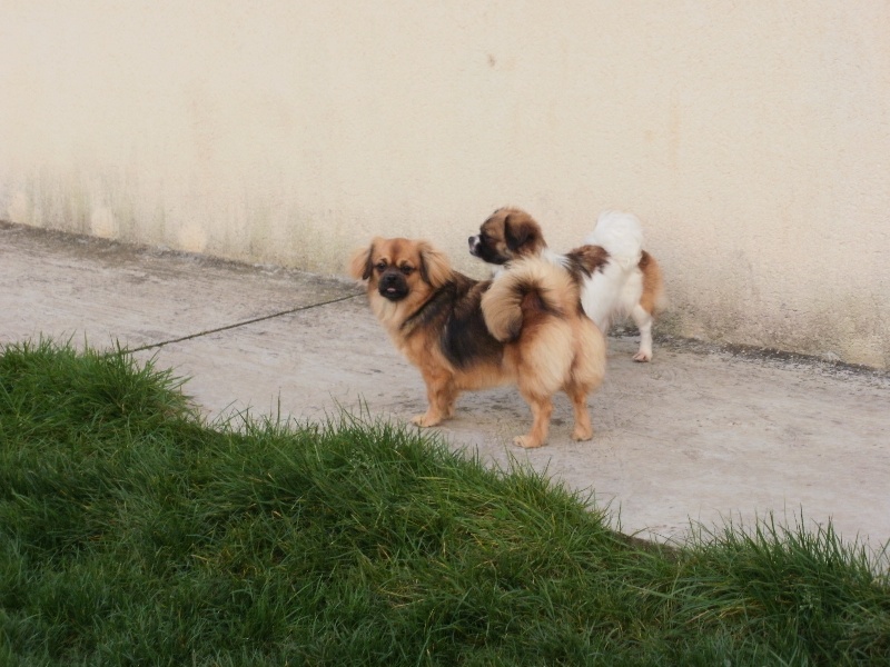 Publication : de la pommeraie du jet