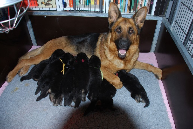 Publication : des Loups de L'etoile