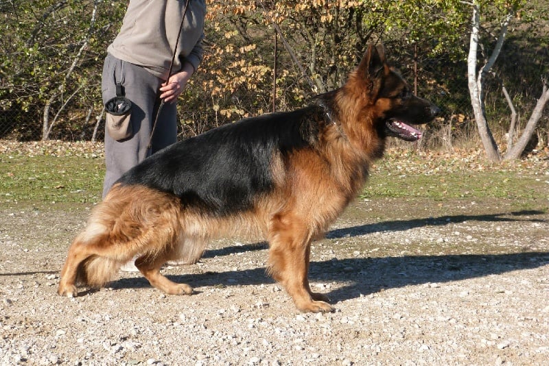 Haron dit horus des Loups de L'etoile