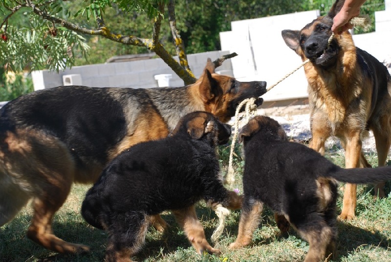 Chani du domaine des grandes bastides
