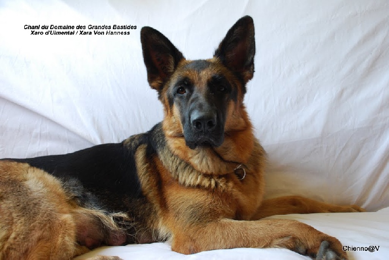 Chani du domaine des grandes bastides