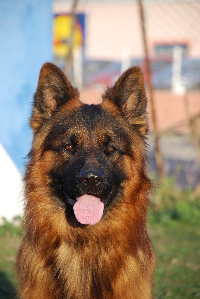 Haron dit horus des Loups de L'etoile