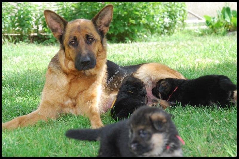 Publication : des Loups de L'etoile