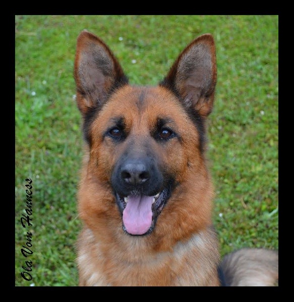 Publication : des Loups de L'etoile