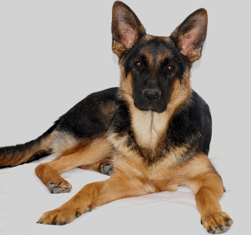 Chani du domaine des grandes bastides