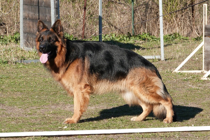 Haron dit horus des Loups de L'etoile