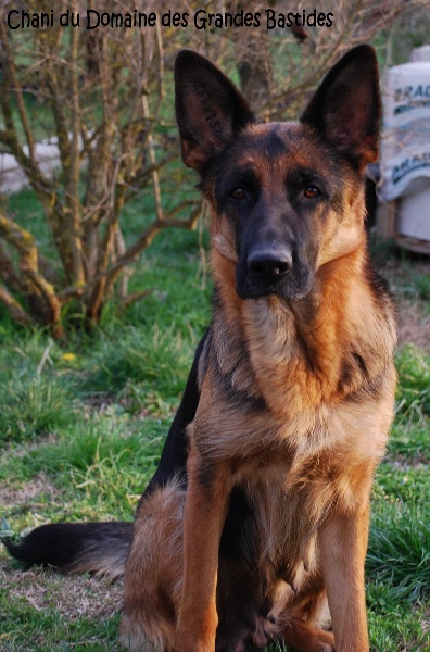 Chani du domaine des grandes bastides