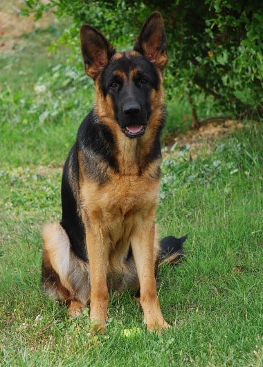 Chani du domaine des grandes bastides