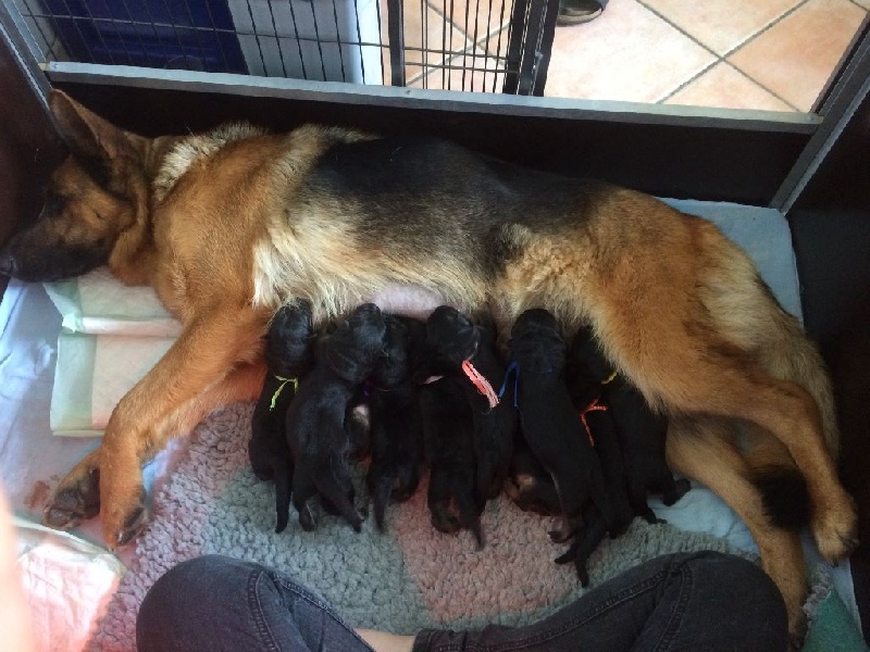 Publication : des Loups de L'etoile