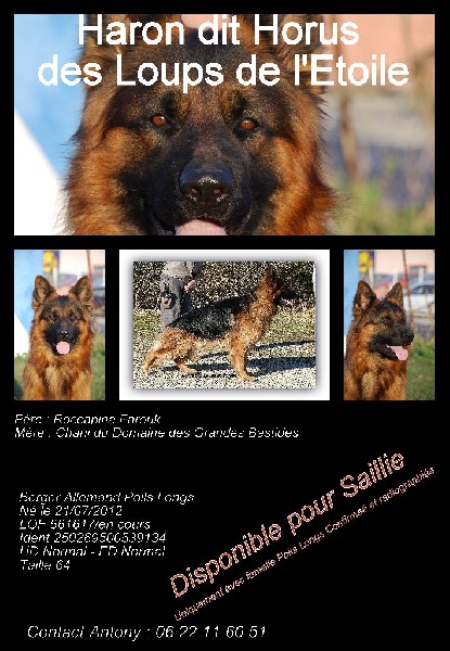 Haron dit horus des Loups de L'etoile