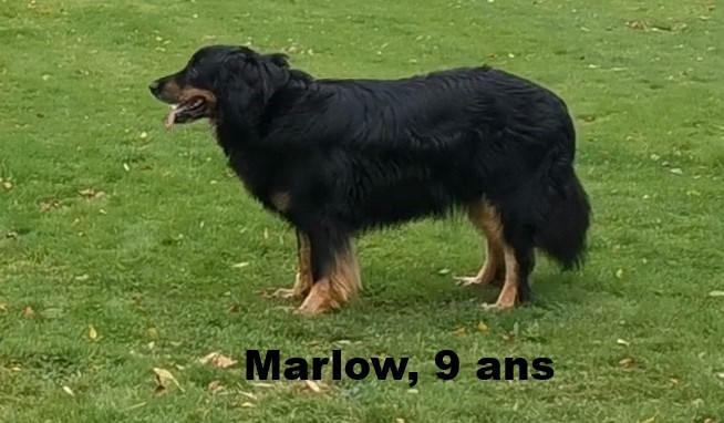 Marlow des Jardins de la Damoiselle