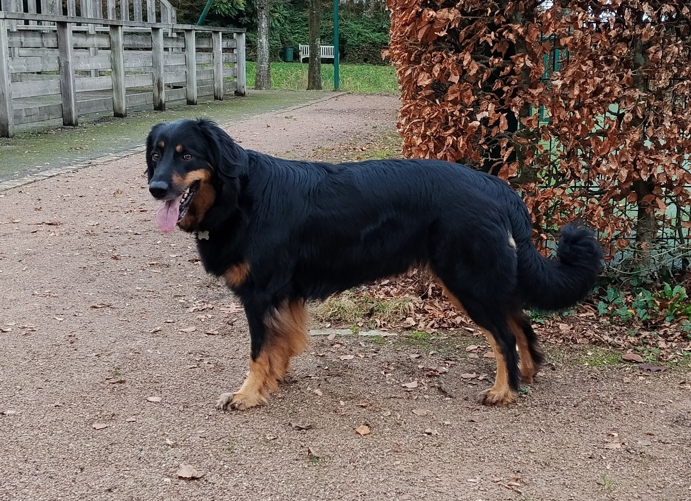 CH. Phuket des Jardins de la Damoiselle