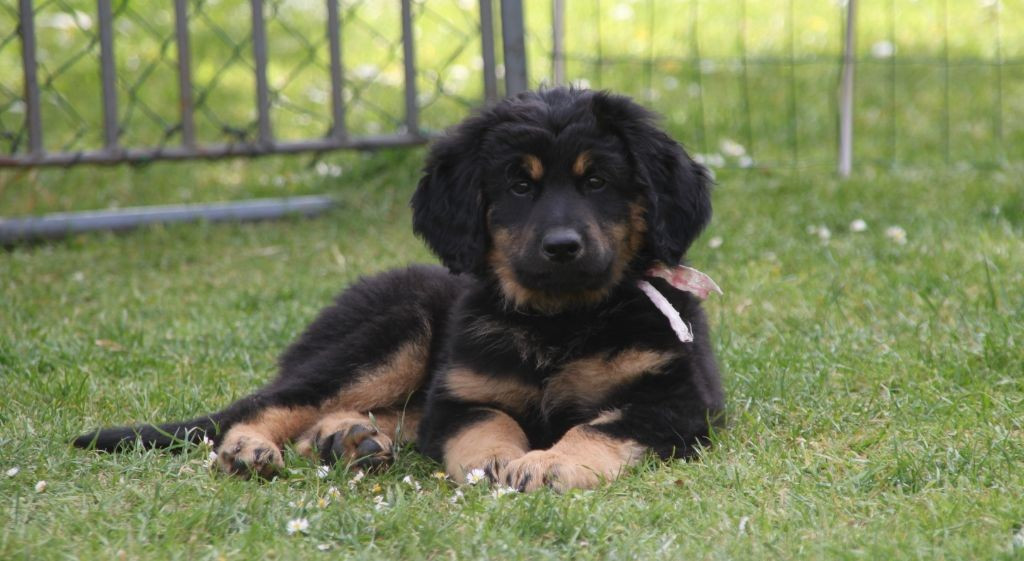 Arlo sven des Jardins de la Damoiselle