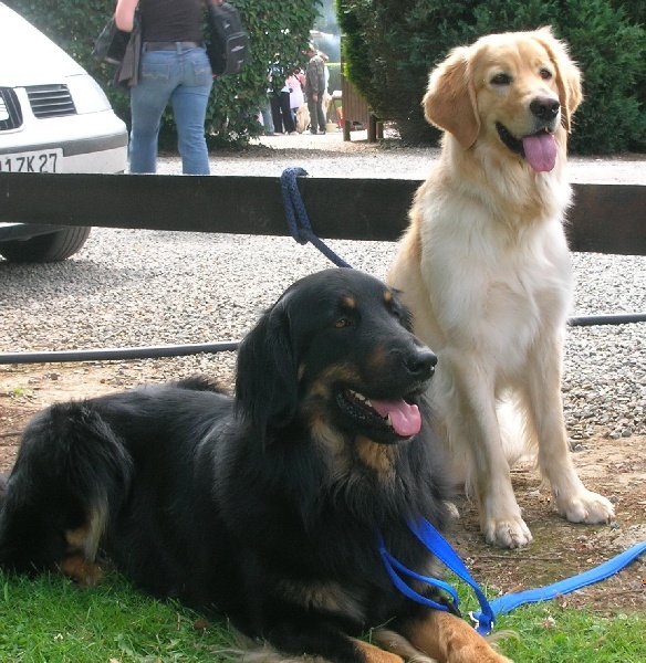 CH. Chana de l'Anse de Malfalco - Meilleure de race, CACS, 1ère excellente, classe intermédiaire