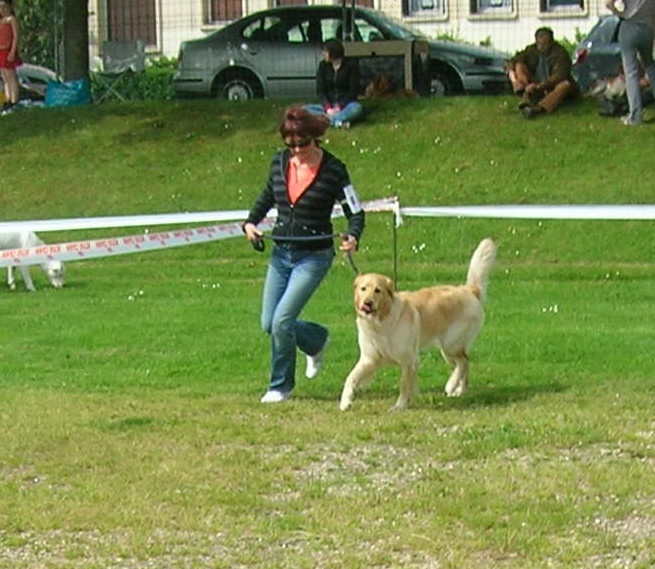 CH. Chana de l'Anse de Malfalco - BOB, CACS, 1ère excellente classe intermédiaire