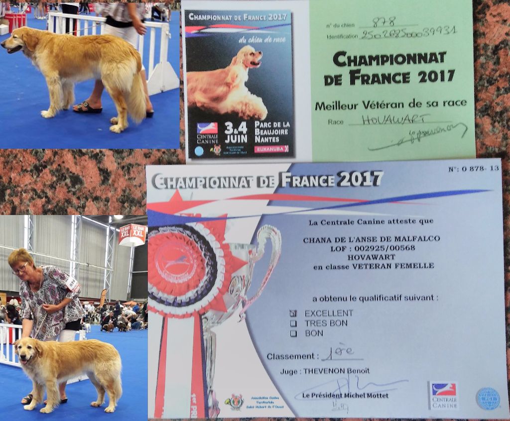 CH. Chana de l'Anse de Malfalco - 1ère EXCELLENTE + Meilleure Vétéran de la Race