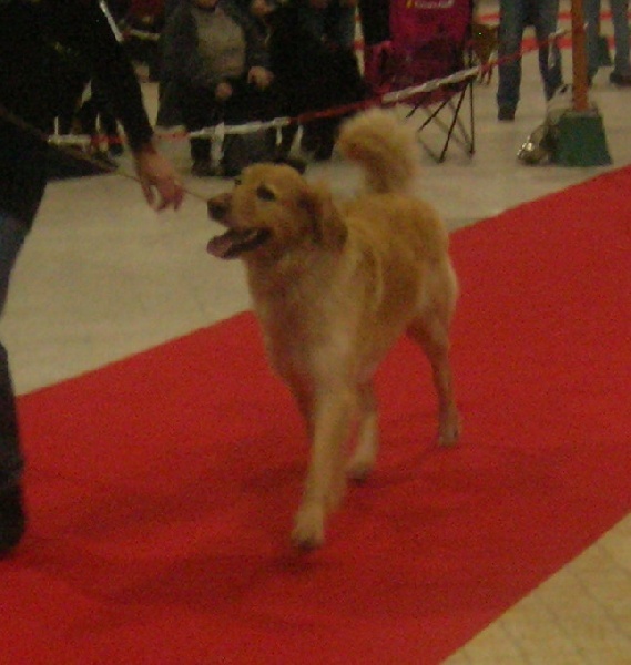 CH. Chana de l'Anse de Malfalco - 1ère Excellent + CACS + RCACIB en classe ouverte