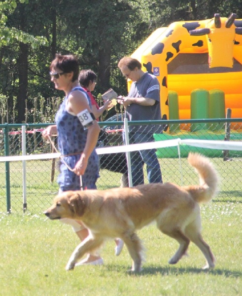 CH. Chana de l'Anse de Malfalco - 1ère Excellent + RCAC en classe champion