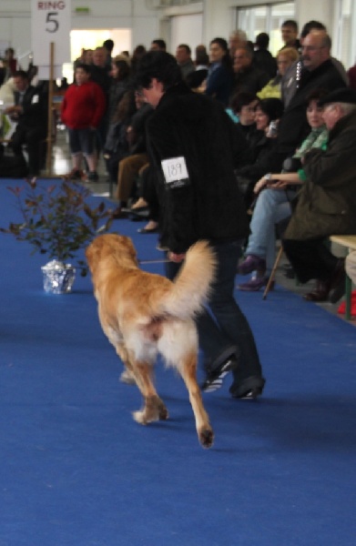 CH. Chana de l'Anse de Malfalco - 2ème Excellent + R-CACIB en classe champion