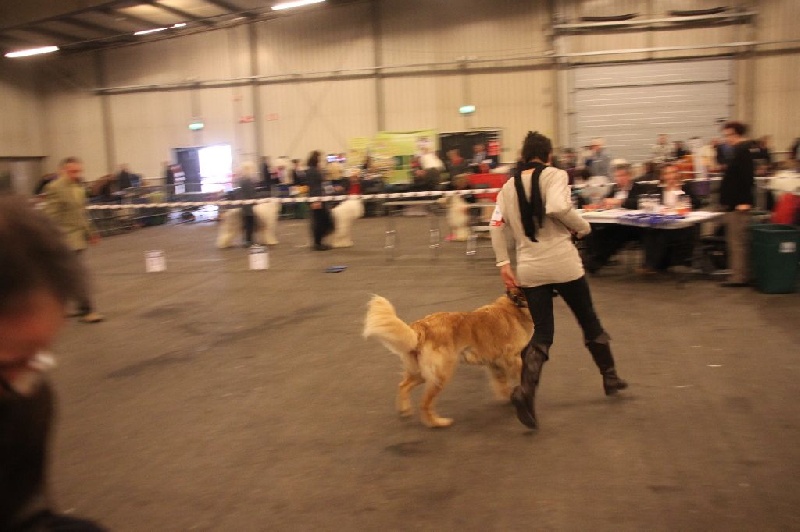 CH. Chana de l'Anse de Malfalco - R-CACIB + R-CAC+2ème EXCELLENT