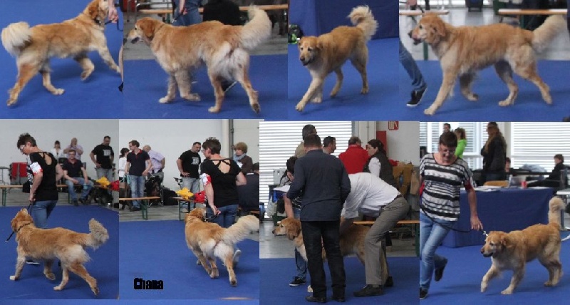 CH. Chana de l'Anse de Malfalco - Meilleur de Race - CACIB - 1er Excellent