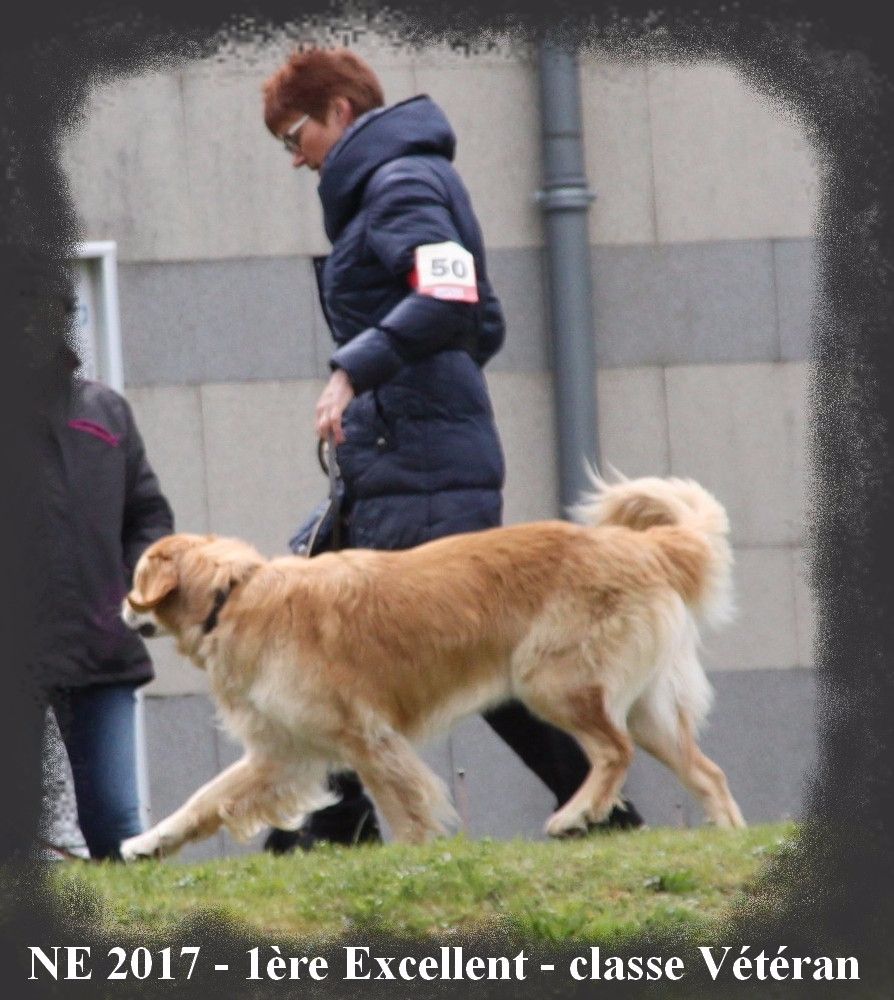CH. Chana de l'Anse de Malfalco - Meilleure Vétéran, 1ère Excellent en classe vétéran