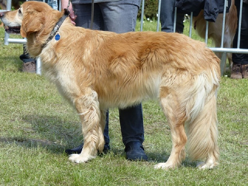 CH. Chana de l'Anse de Malfalco - 2ème Excellent