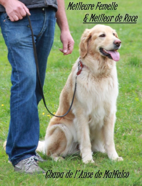 CH. Chana de l'Anse de Malfalco - 1ère Excellent + Meilleure Femelle + Meilleur de race
