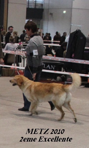 CH. Chana de l'Anse de Malfalco - 2ème Excellent RCACS + RCACIB en classe ouverte