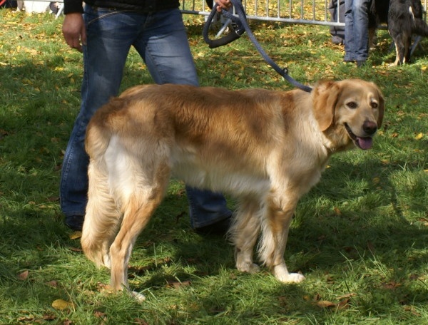 CH. Chana de l'Anse de Malfalco - Très Bon en classe ouverte