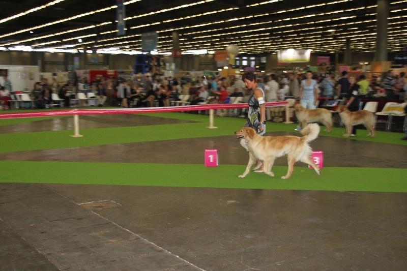CH. Chana de l'Anse de Malfalco - 1ère Excellent en classe champion