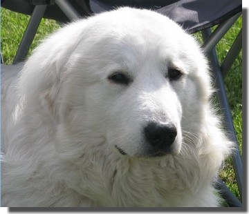 CH. D'ESPRIT SHANAY La Joie Blanche