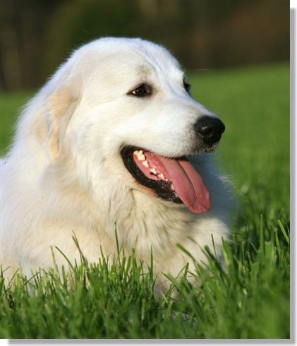 CH. D'ESPRIT SHANAY La Joie Blanche