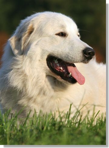 CH. D'ESPRIT SHANAY La Joie Blanche