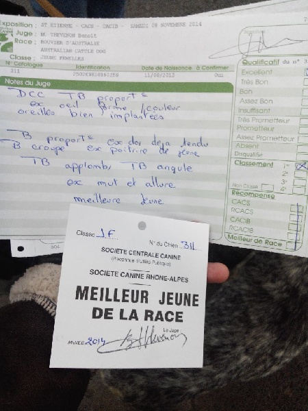 Indra De Myridene - 1er Exc- Meilleur jeune de la race (Classe Jeune)