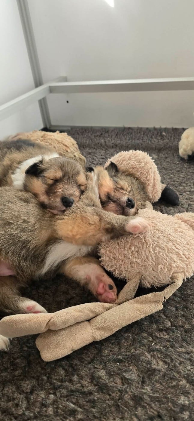 Colley à poil long - d'Abarnakat