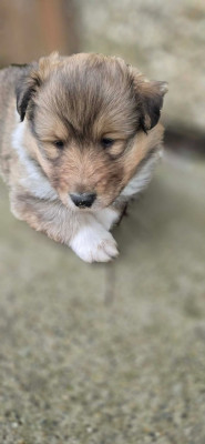 Les chiots de Colley à poil long