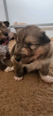 Les chiots de Colley à poil long