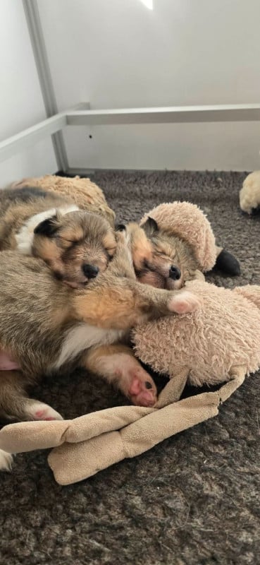 Colley à poil long - d'Abarnakat