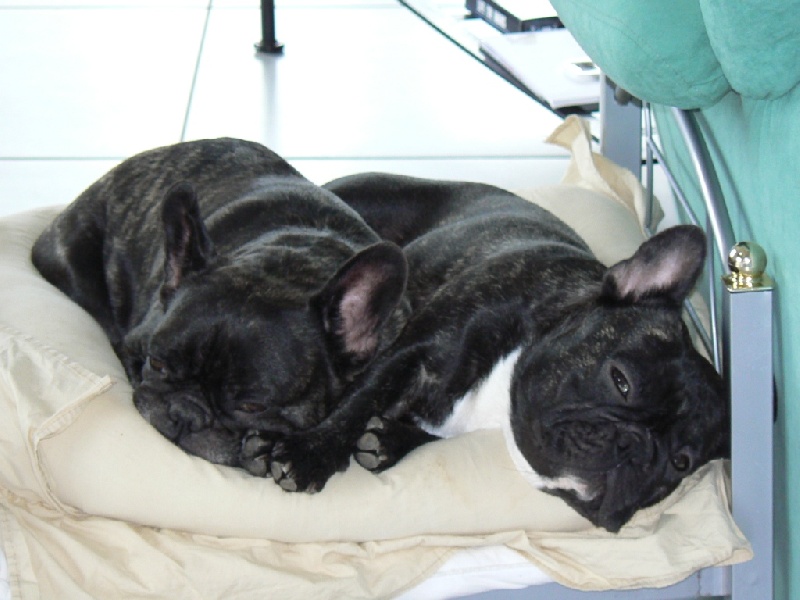 Carmina burana du Terroir de fontfroide