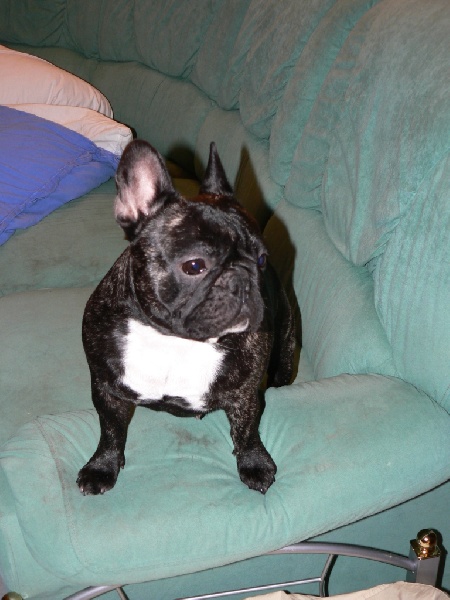 Carmina burana du Terroir de fontfroide