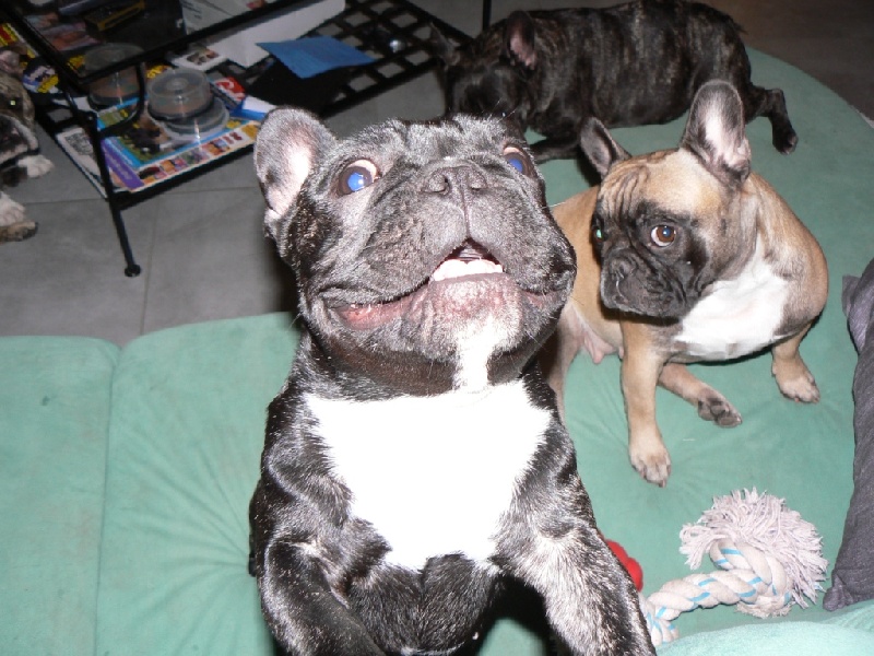 Carmina burana du Terroir de fontfroide