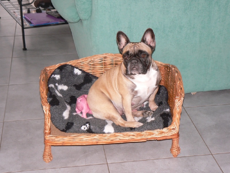 Vodka pomme des Jardins de Sable