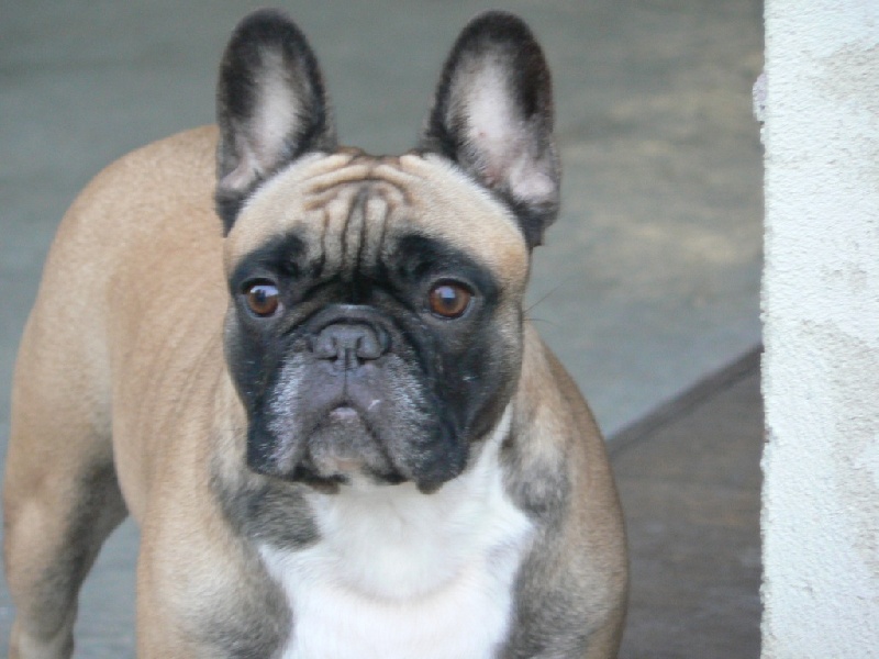 Vodka pomme des Jardins de Sable