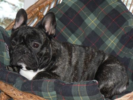 Carmina burana du Terroir de fontfroide