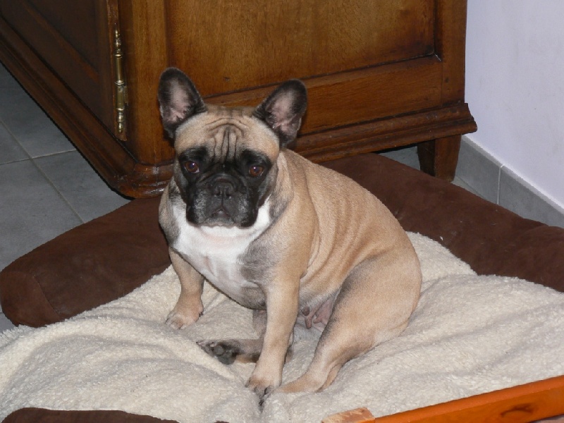 Vodka pomme des Jardins de Sable