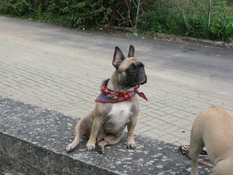 Vodka pomme des Jardins de Sable